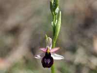 Ophrys benacensis 8, Saxifraga-Hans Dekker
