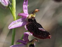 Ophrys benacensis 9, Saxifraga-Hans Dekker