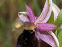 Ophrys bertolonii 13, Saxifraga-Hans Dekker