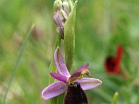 Ophrys bertolonii 14, Saxifraga-Hans Dekker