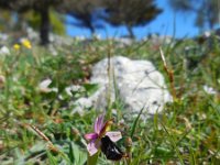 Ophrys bertolonii 15, Saxifraga-Ed Stikvoort