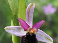 Ophrys bertolonii 30, Saxifraga-Hans Dekker