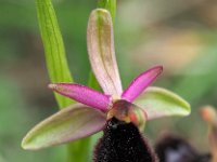 Ophrys bertolonii 33, Saxifraga-Hans Dekker