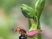 Ophrys bertolonii 34, Saxifraga-Hans Dekker