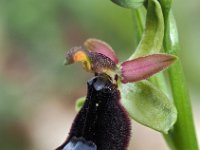 Ophrys bertolonii 35, Saxifraga-Hans Dekker