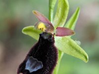 Ophrys bertolonii 38, Saxifraga-Hans Dekker