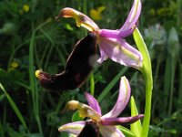 Ophrys bertolonii 4, Saxifraga-Rutger Barendse