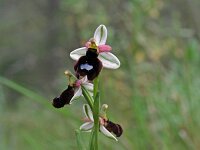 Ophrys bertolonii 8, Saxifraga-Jeroen Willemsen