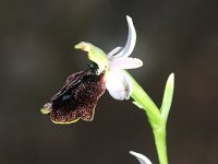 Ophrys bertolonii ssp balearica 12, Saxifraga-Rutger Barendse