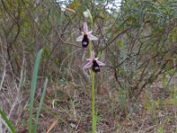 Ophrys bertolonii ssp balearica 16, Saxifraga-Ed Stikvoort