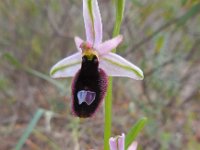 Ophrys bertolonii ssp balearica 17, Saxifraga-Ed Stikvoort