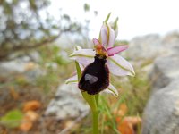 Ophrys bertolonii ssp balearica 21, Saxifraga-Ed Stikvoort