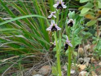 Ophrys bertolonii ssp balearica 25, Saxifraga-Ed Stikvoort