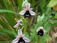 Ophrys bertolonii ssp balearica 26, Saxifraga-Ed Stikvoort