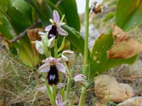 Ophrys bertolonii ssp balearica 27, Saxifraga-Ed Stikvoort