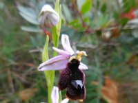 Ophrys bertolonii ssp balearica 28, Saxifraga-Ed Stikvoort