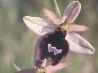 Ophrys bertolonii ssp bertoloniiformis 5, Saxifraga-Hans Dekker