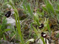 Ophrys bertolonii ssp bertoloniiformis 6, Saxifraga-Rien Schot