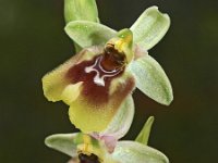 Ophrys biancae 1, Saxifraga-Hans Dekker