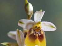 Ophrys biancae 10, Saxifraga-Hans Dekker