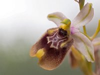Ophrys biancae 11, Saxifraga-Hans Dekker