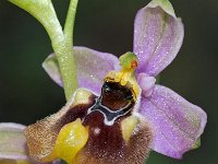 Ophrys biancae 12, Saxifraga-Hans Dekker