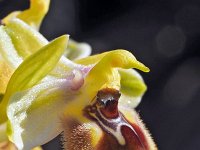 Ophrys biancae 13, Saxifraga-Hans Dekker