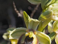 Ophrys biancae 15, Saxifraga-Hans Dekker