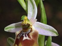 Ophrys biancae 2, Saxifraga-Hans Dekker