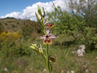 Ophrys biancae 5, Saxifraga-Hans Dekker