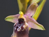 Ophrys biancae 8, Saxifraga-Hans Dekker