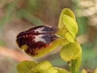 Ophrys bilunulata 2, Saxifraga-Hans Dekker