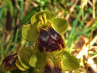 Ophrys bilunulata 3, Saxifraga-Hans Dekker