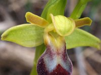 Ophrys bilunulata 6, Saxifraga-Hans Dekker