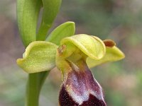Ophrys bilunulata 8, Saxifraga-Hans Dekker