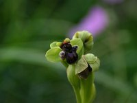 Ophrys bombyliflora 1, Saxifraga-Dirk Hilbers