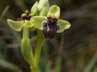 Ophrys bombyliflora 10, Saxifraga-Jan van der Straaten