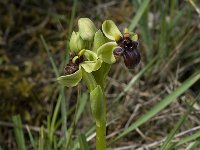 Ophrys bombyliflora 11, Saxifraga-Willem van Kruijsbergen