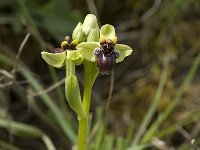 Ophrys bombyliflora 12, Saxifraga-Jan van der Straaten