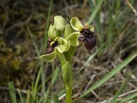 Ophrys bombyliflora 13, Saxifraga-Willem van Kruijsbergen