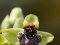 Ophrys bombyliflora 14, Saxifraga-Jan van der Straaten