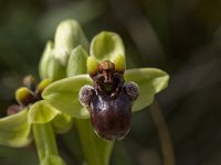Ophrys bombyliflora 15, Saxifraga-Willem van Kruijsbergen