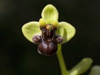 Ophrys bombyliflora 16, Saxifraga-Willem van Kruijsbergen