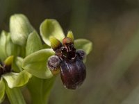 Ophrys bombyliflora 17, Saxifraga-Willem van Kruijsbergen