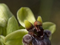 Ophrys bombyliflora 18, Saxifraga-Willem van Kruijsbergen