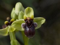 Ophrys bombyliflora 19, Saxifraga-Willem van Kruijsbergen