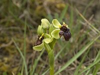 Ophrys bombyliflora 20, Saxifraga-Willem van Kruijsbergen
