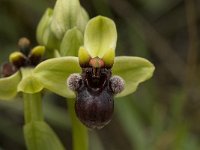Ophrys bombyliflora 21, Saxifraga-Willem van Kruijsbergen