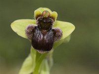 Ophrys bombyliflora 22, Saxifraga-Jan van der Straaten
