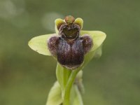 Ophrys bombyliflora 24, Saxifraga-Jan van der Straaten